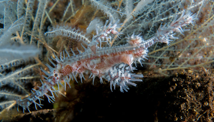 Pink Ornate Ghost Pipefish